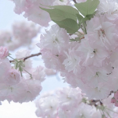 贵南福瑞交流群